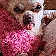 Prettygirl joined the competition — help win amazing prizes! animal, blanket, chihuahua, close_up, companion, cozy, cute, cute_expression, cute_pet, dog, fur, indoors, pet, pink_sweater, resting, small_dog, snout, soft_texture, tongue_out, warm