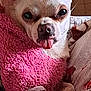 animal, blanket, chihuahua, close_up, companion, cozy, cute, cute_expression, cute_pet, dog, fur, indoors, pet, pink_sweater, resting, small_dog, snout, soft_texture, tongue_out, warm