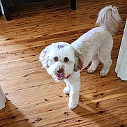 Bambi joined the competition — help win amazing prizes! dog, indoor, wooden_floor, pet, happy, bow, white_fur, smiling, cute, animal, floor, home, canine, fur, tail, looking_up, domestic_animal, well_groomed, companion, standing