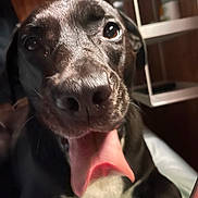 Belle joined the competition — help win amazing prizes! animal, black_dog, canine, close_up, cute, dog, domestic_animal, ears, face, friendly, fur, happy, indoor, mammal, nose, pet, playful, shelf, tongue, tongue_out