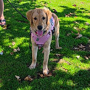Arwen joined the competition — help win amazing prizes! animal, bench, companion, dog, fallen_leaves, golden_retriever, grass, happy, leash, nature, outdoor, park, person, pet, pink_harness, portrait, puppy, standing, sunlight, tongue_out