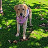 animal, bench, companion, dog, fallen_leaves, golden_retriever, grass, happy, leash, nature, outdoor, park, person, pet, pink_harness, portrait, puppy, standing, sunlight, tongue_out