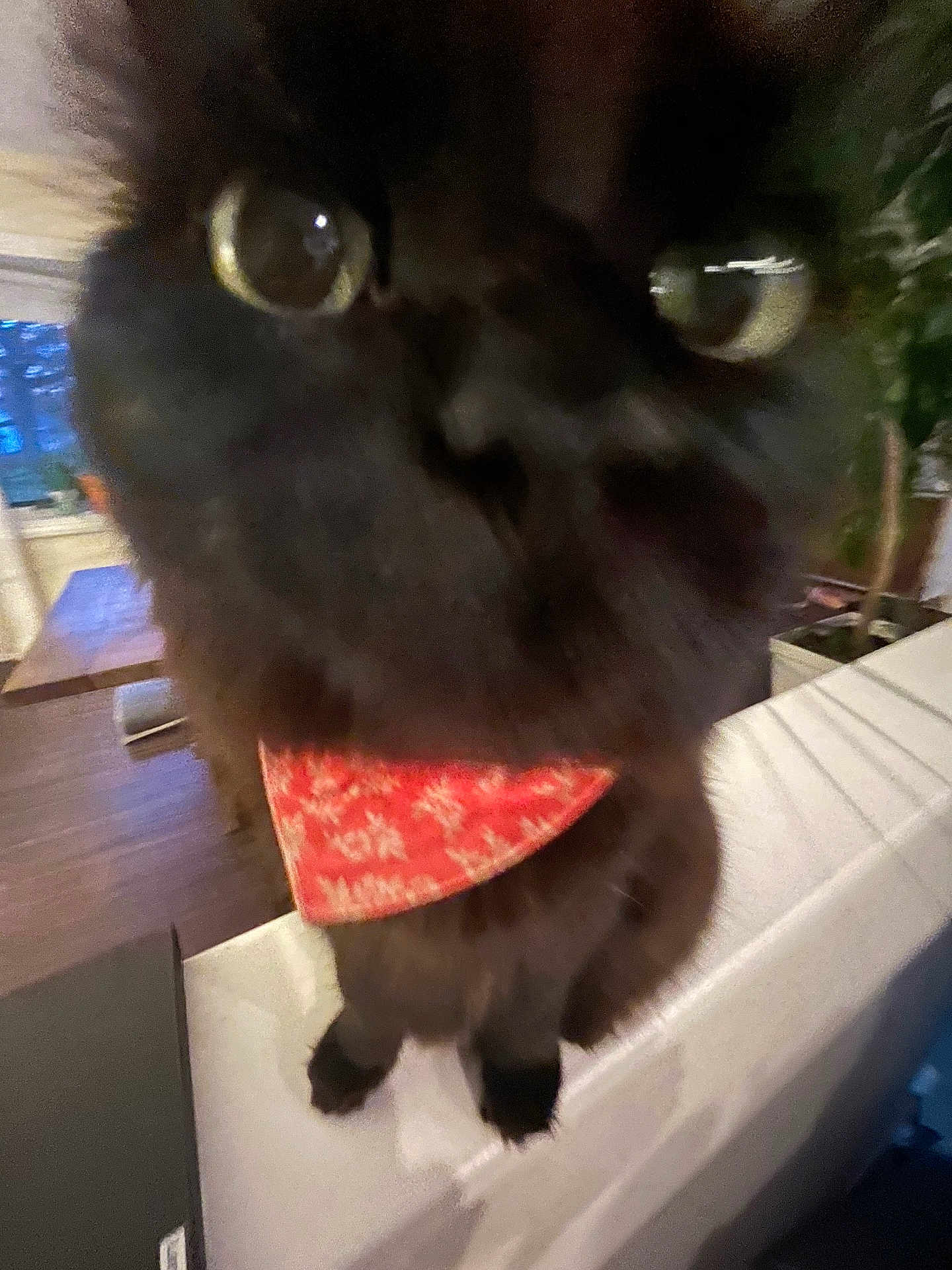 Sky is registered to the contest to win money with this photo: cat, black_cat, bandana, close_up, indoor, curious, pet, animal, feline, whiskers, face, eyes, blur, table, plant, home, domestic, cute, fur, close
