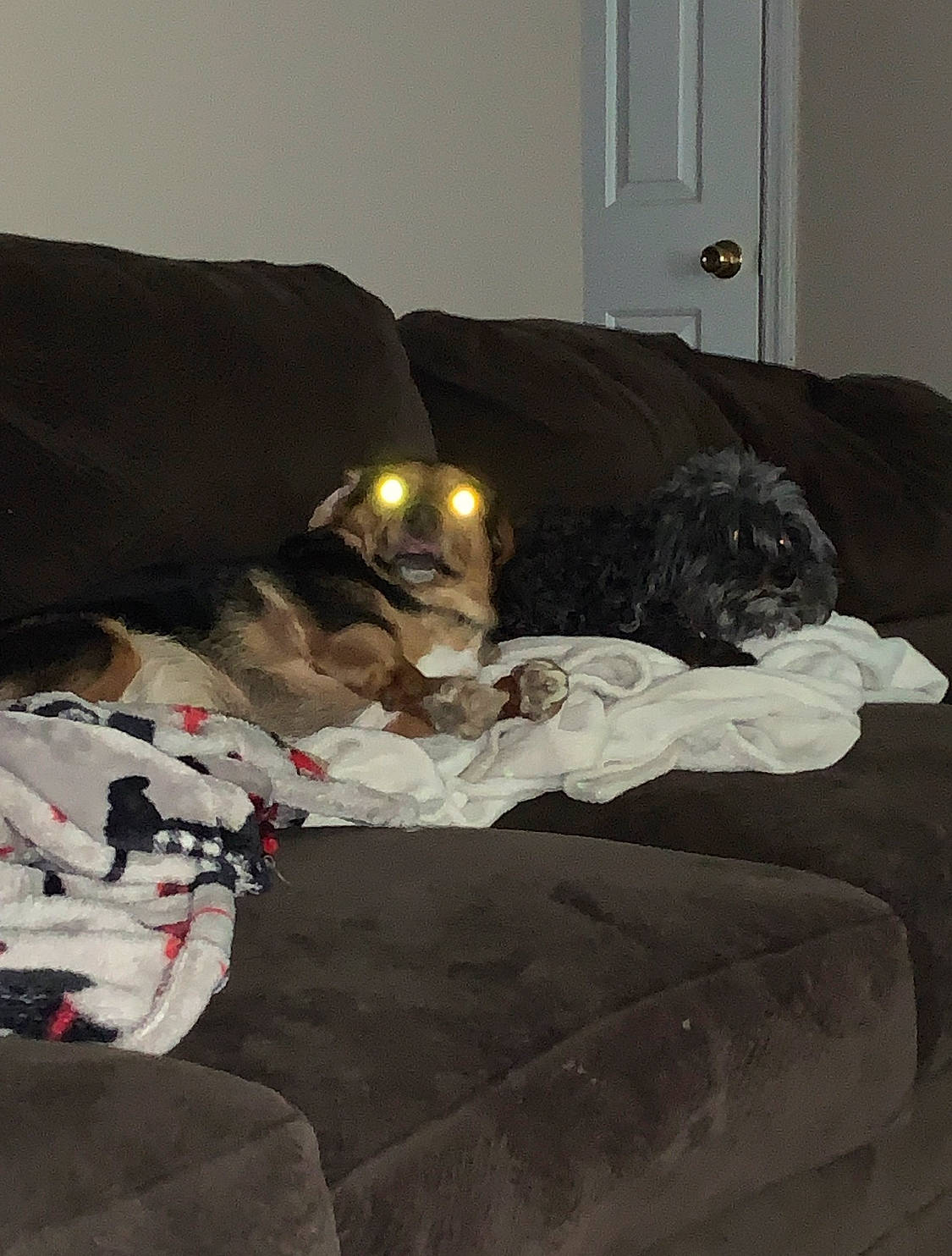 Lola joined the competition — help win amazing prizes! bedding, bedroom, canidae, carnivore, comfort, companion_dog, couch, dog, dog_breed, dog_supply, door, floor, flooring, fur, grey, linens, living_room, room, sporting_group, vertebrate