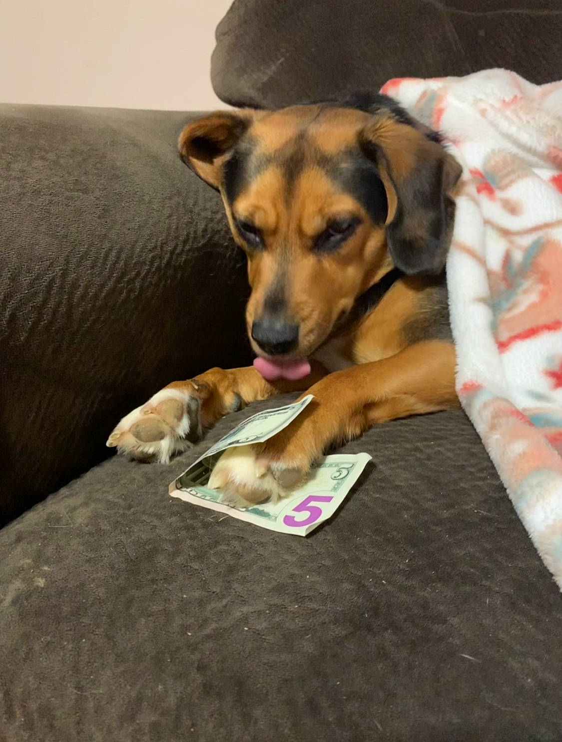 Lola is registered to the contest to win money with this photo: canidae, carnivore, comfort, companion_dog, couch, dog, dog_breed, dog_supply, fawn, sitting, sporting_group, working_animal