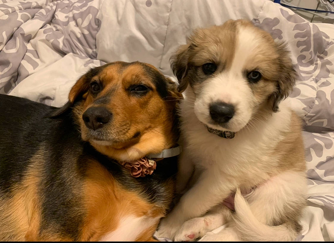 Delilah joined the competition — help win amazing prizes! ancient_dog_breeds, canidae, carnivore, clock, companion_dog, dog, dog_breed, eye, fawn, fur, giant_dog_breed, herding_dog, puppy_love, snout, sporting_group, terrestrial_animal, toy_dog, whiskers, working_animal, working_dog