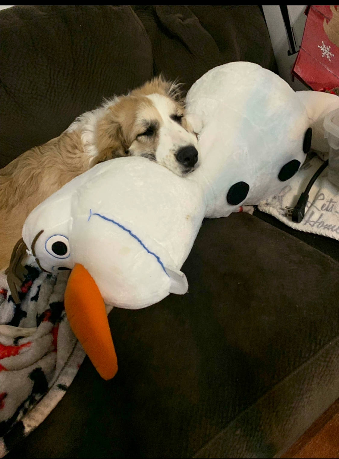 Delilah is registered to the contest to win money with this photo: canidae, carnivore, companion_dog, dog, dog_breed, dog_supply, fur, non_sporting_group, paw, pet_supply, puppy_love, snout, sporting_group, stuffed_toy, toy, toy_dog, working_animal