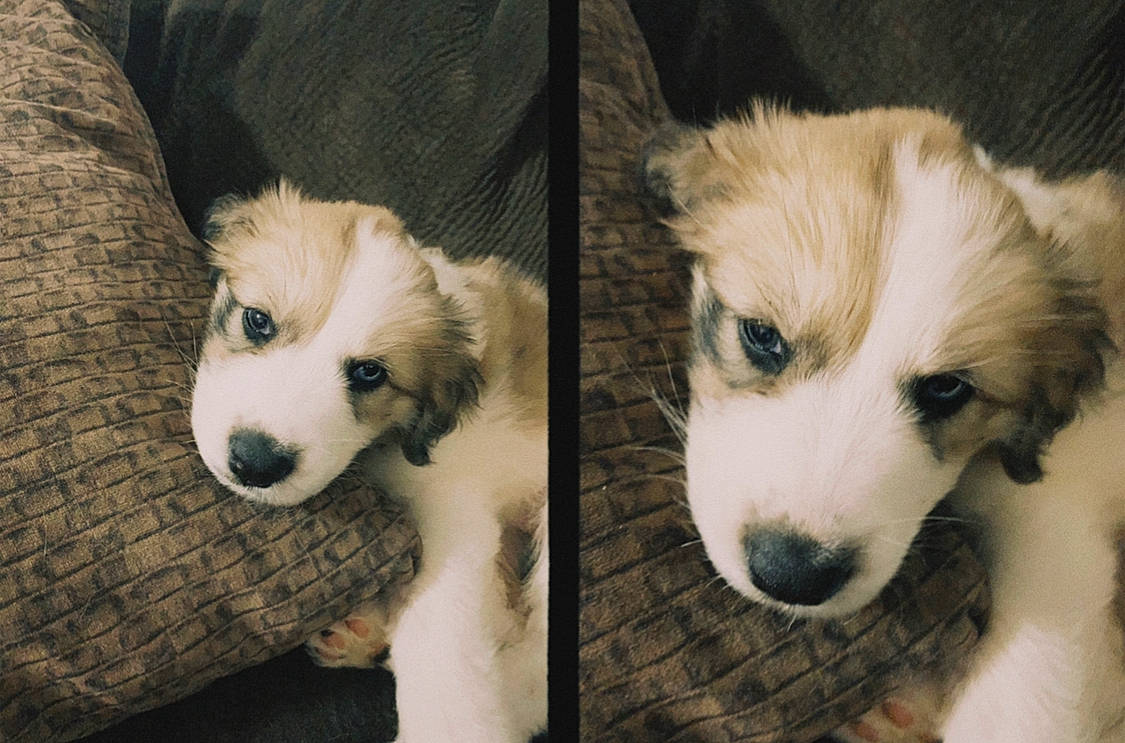 Delilah is registered to the contest to win money with this photo: ancient_dog_breeds, bored, canidae, carnivore, companion_dog, dog, dog_breed, dog_supply, fawn, fur, herding_dog, non_sporting_group, puppy, snout, sporting_group, terrestrial_animal, toy_dog, whiskers, working_animal, working_dog