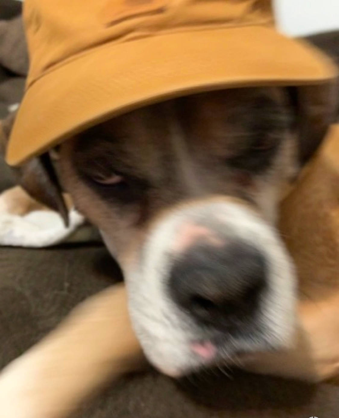 Condor joined the competition — help win amazing prizes! canidae, cap, carnivore, collar, companion_dog, dog, dog_breed, dog_collar, eyewear, fashion_accessory, fawn, fedora, fur, hat, headgear, snout, sporting_group, sun_hat, whiskers, working_animal