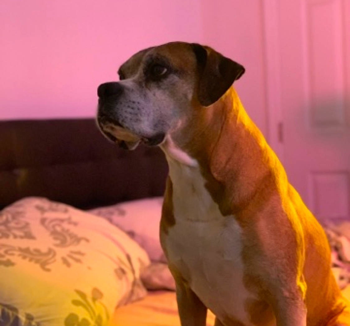 Condor is registered to the contest to win money with this photo: canidae, carnivore, collar, comfort, companion_dog, dog, dog_breed, dog_clothes, dog_collar, dog_supply, fawn, paw, pet_supply, snout, sporting_group, tail, terrestrial_animal, toy_dog, whiskers, working_animal