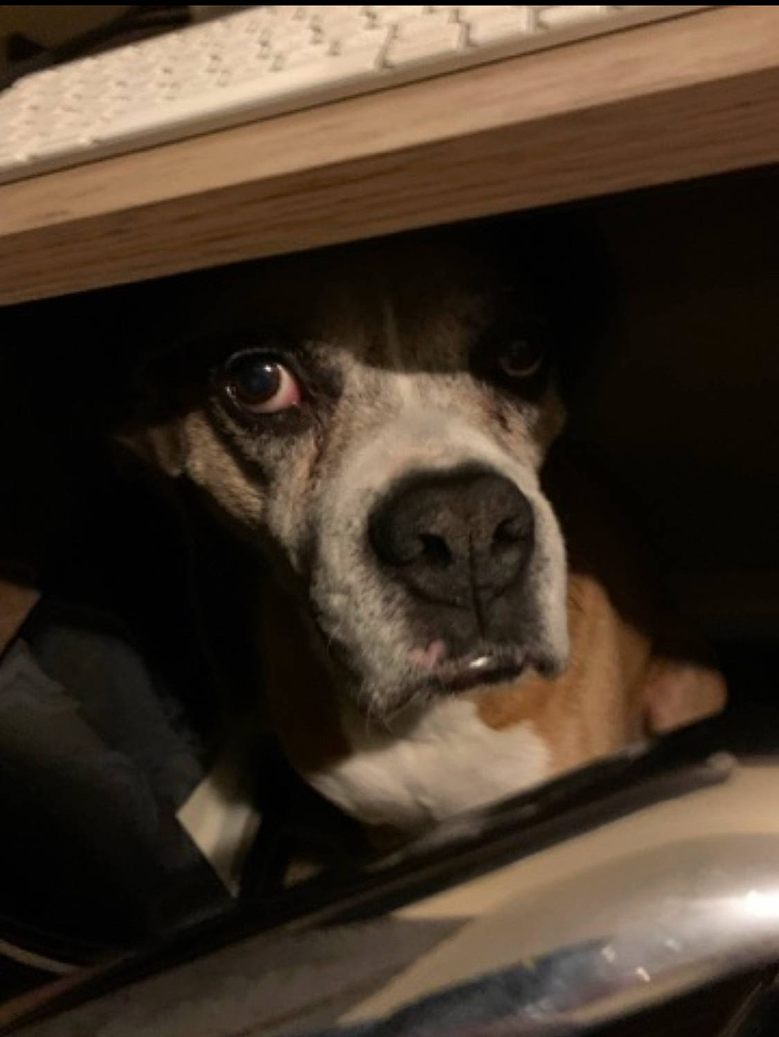 Condor joined the competition — help win amazing prizes! auto_part, automotive_exterior, automotive_lighting, canidae, carnivore, comfort, companion_dog, couch, dog, dog_breed, fawn, fur, snout, sporting_group, tints_and_shades, vehicle_door, whiskers, window, windshield, working_animal