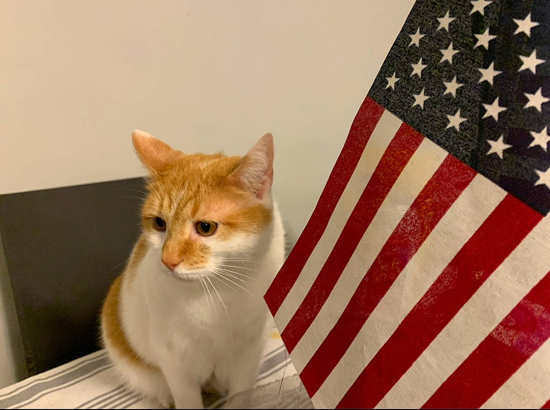 Patches is registered to the contest to win money with this photo: art, carmine, carnivore, cat, domestic_short_haired_cat, fawn, felidae, flag, flag_day_usa, flag_of_the_united_states, fur, illustration, linens, paw, rectangle, small_to_medium_sized_cats, tail, triangle, whiskers, wood