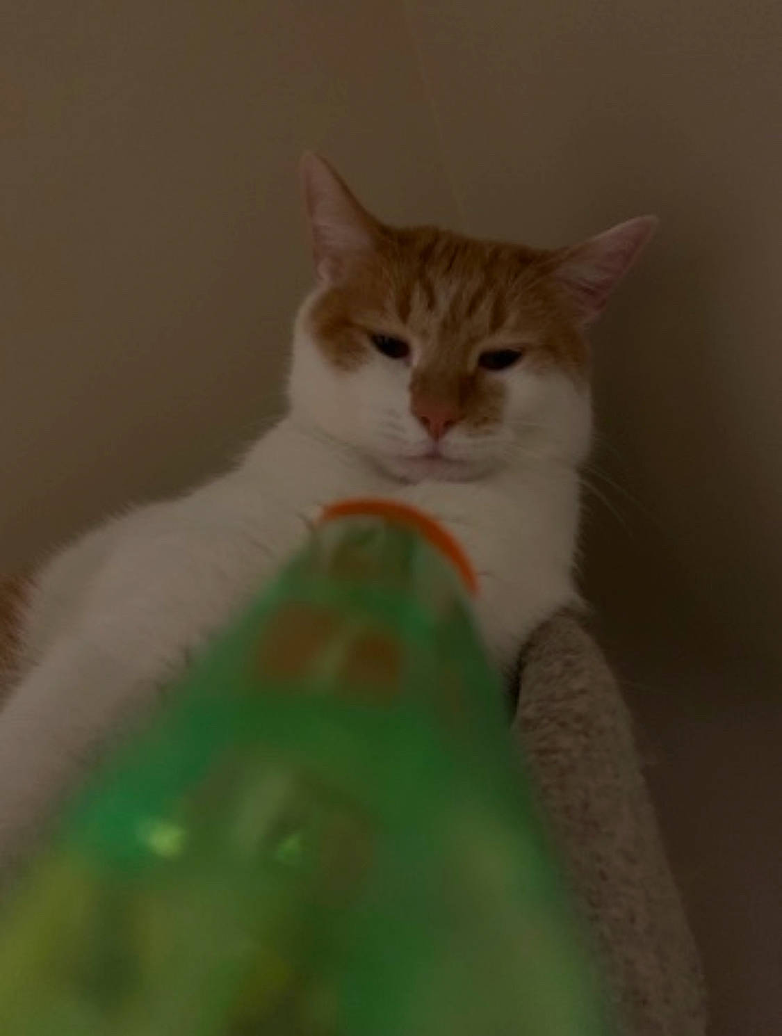 Patches is registered to the contest to win money with this photo: carnivore, cat, domestic_short_haired_cat, ear, fawn, felidae, foot, fur, gesture, human_body, paw, sitting, small_to_medium_sized_cats, snout, tail, terrestrial_animal, whiskers