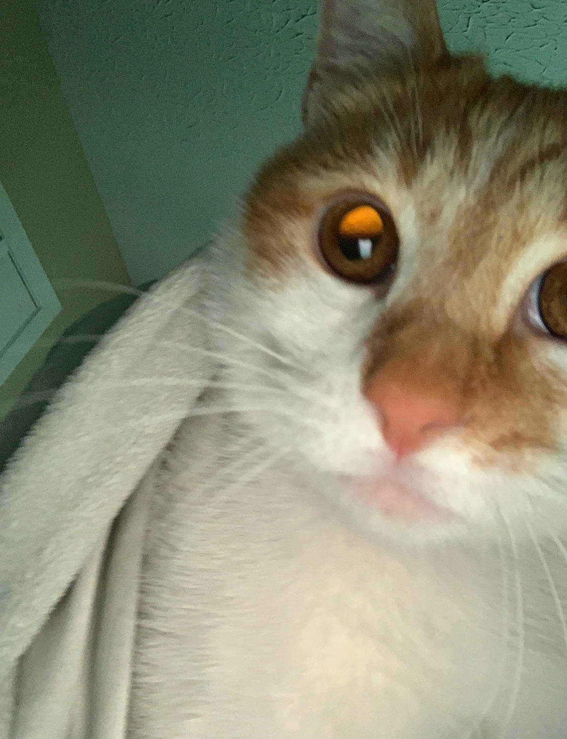 Patches joined the competition — help win amazing prizes! carnivore, cat, comfort, domestic_short_haired_cat, ear, eye, felidae, fur, head, human_body, natural_material, small_to_medium_sized_cats, snout, terrestrial_animal, whiskers