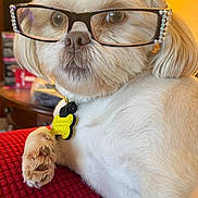 Darla joined the competition — help win amazing prizes! accessory, animal, closeup, collar, cute, dog, eyes, furry, glasses, indoor, nose, paw, pet, portrait, red_blanket, relaxed, rhinestones, tag, whiskers, white_fur