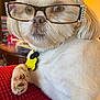 accessory, animal, closeup, collar, cute, dog, eyes, furry, glasses, indoor, nose, paw, pet, portrait, red_blanket, relaxed, rhinestones, tag, whiskers, white_fur