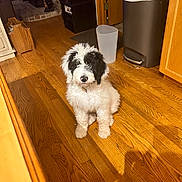 Zorrow Wright is registered to the contest to win money with this photo: puppy, dog, black_and_white, curly_fur, indoor, wooden_floor, kitchen, trash_can, home, pet, animal, sitting, floor, curious, fur, shadow, cozy, domestic, young_dog, cute