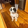 puppy, dog, black_and_white, curly_fur, indoor, wooden_floor, kitchen, trash_can, home, pet, animal, sitting, floor, curious, fur, shadow, cozy, domestic, young_dog, cute