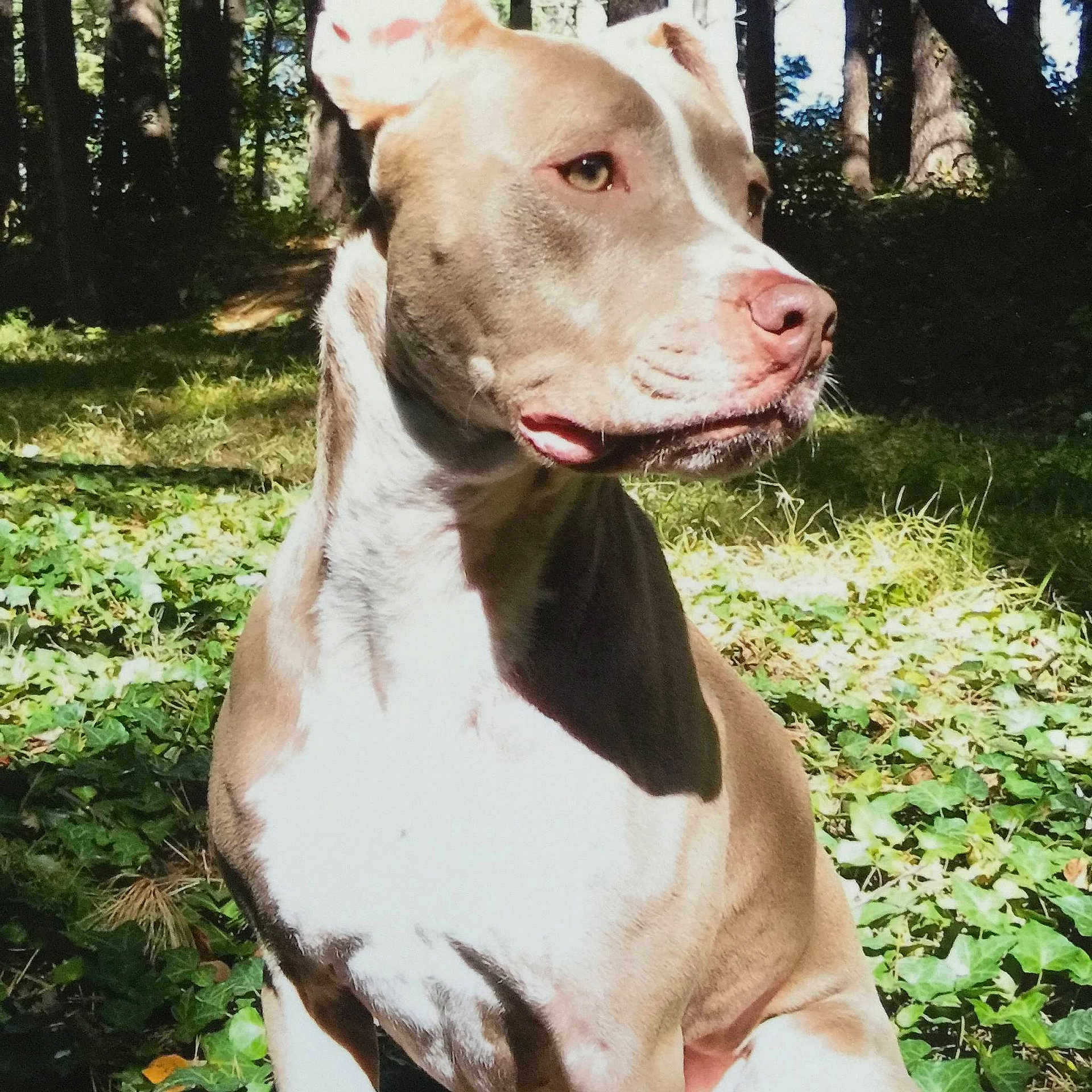 Bishop