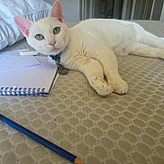 Dani joined the competition — help win amazing prizes! white_cat, green_eyes, collar, id_tag, front_paws, whiskers, spiral_notebook, pencil, sketch, drawing, mattress, pillow, bed, indoor, pet, relaxed, lounging, closeup, portrait, gaze