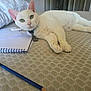 white_cat, green_eyes, collar, id_tag, front_paws, whiskers, spiral_notebook, pencil, sketch, drawing, mattress, pillow, bed, indoor, pet, relaxed, lounging, closeup, portrait, gaze