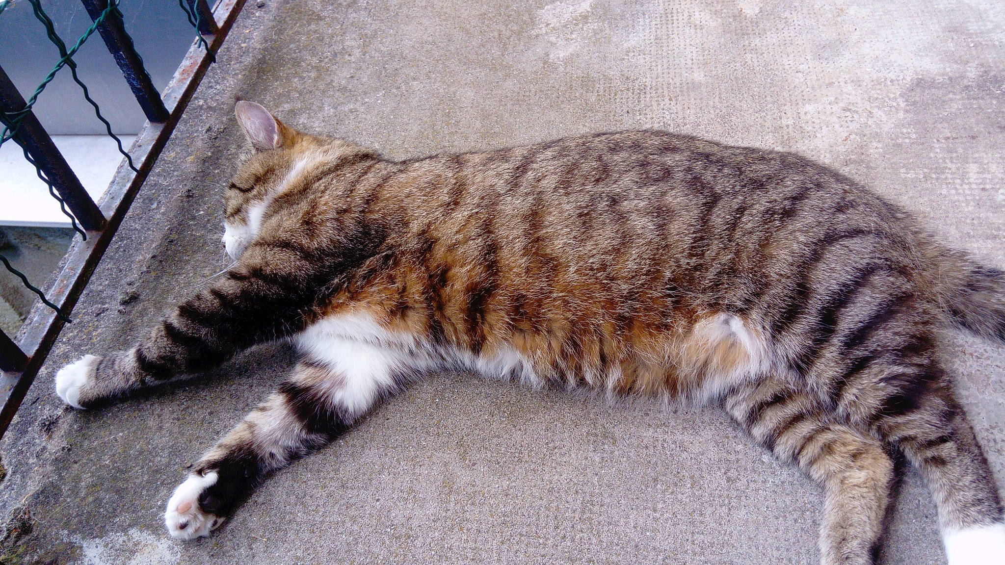 Minouch participe au concours pour gagner de l'argent avec cette photo : american_wirehair, arabian_mau, bengal, california_spangled, carnivore, cat, domestic_short_haired_cat, dragon_li, european_shorthair, felidae, kurilian_bobtail, mammal, small_to_medium_sized_cats, sokoke, tabby_cat, tail, toyger, vertebrate, whiskers, wild_cat