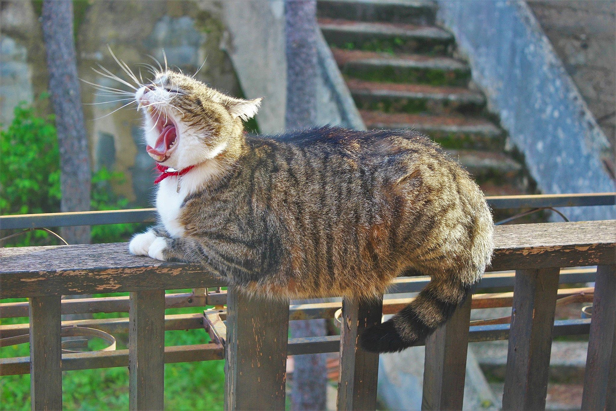 Minouch a rejoint le concours — aidez-le/la à gagner de superbes lots ! carnivore, cat, domestic_short_haired_cat, dragon_li, european_shorthair, facial_expression, fawn, felidae, fur, mammal, small_to_medium_sized_cats, tabby_cat, tail, whiskers, wild_cat, wildlife, yawn