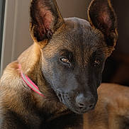 Aska a rejoint le concours — aidez-le/la à gagner de superbes lots ! animal, black_muzzle, brown_fur, canine, close_up, collar, dog, ears, fur, indoors, laying_down, looking_away, pet, portrait, puppy, relaxed, resting, side_view, window_light, young_dog