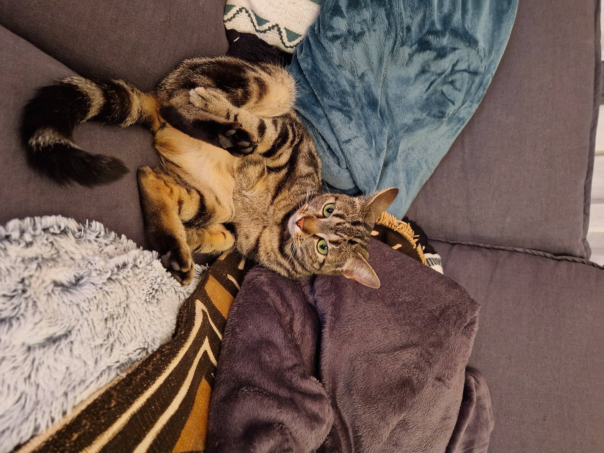 Pebble a rejoint le concours — aidez-le/la à gagner de superbes lots ! bag, bed, bedding, carnivore, cat, comfort, domestic_short_haired_cat, dress, fawn, feather, felidae, fur, grey, hat, linens, outerwear, sleeve, small_to_medium_sized_cats, tail, whiskers