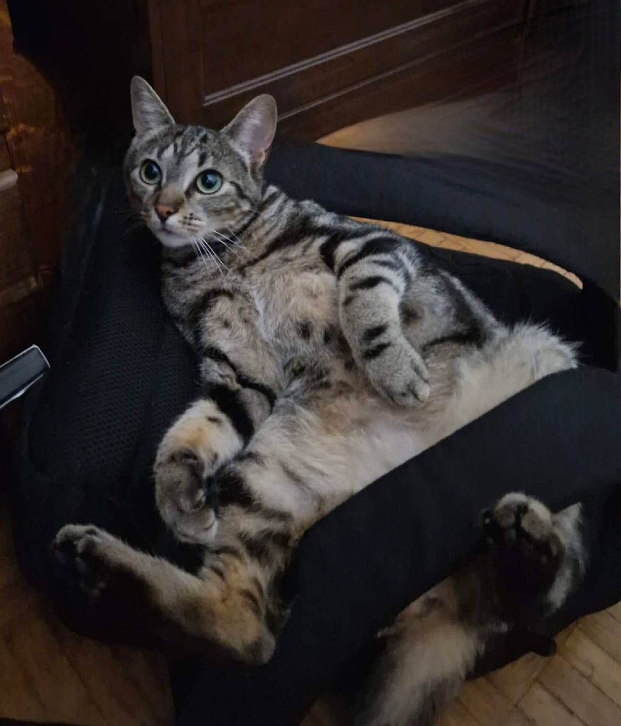 Pebble a rejoint le concours — aidez-le/la à gagner de superbes lots ! carnivore, cat, claw, comfort, domestic_short_haired_cat, felidae, flooring, fur, grey, hardwood, paw, small_to_medium_sized_cats, tail, terrestrial_animal, whiskers, wood