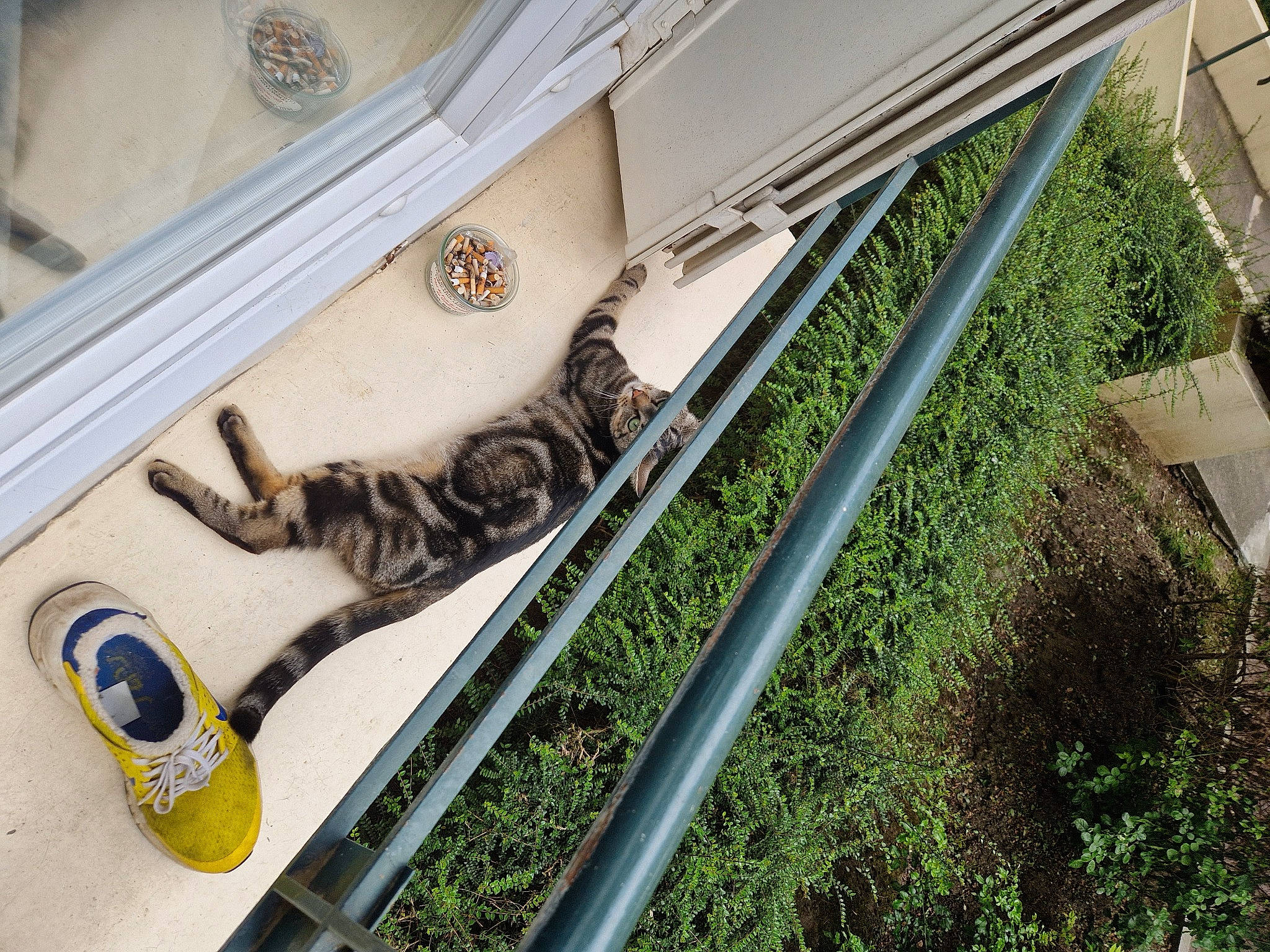 Pebble a rejoint le concours — aidez-le/la à gagner de superbes lots ! baluster, building, carnivore, cat, domestic_short_haired_cat, facade, felidae, fur, grass, handrail, metal, pattern, pipe, plant, shrub, small_to_medium_sized_cats, stairs, tail, whiskers, wood