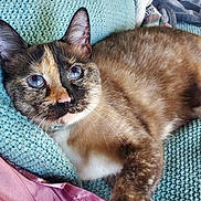 Suki joined the competition — help win amazing prizes! cat, tortoiseshell, blue_eyes, paw, blanket, pink_fabric, relaxed, indoor, feline, whiskers, fur, ear, nose, home, cozy, texture, closeup, sleepy, pet, animal