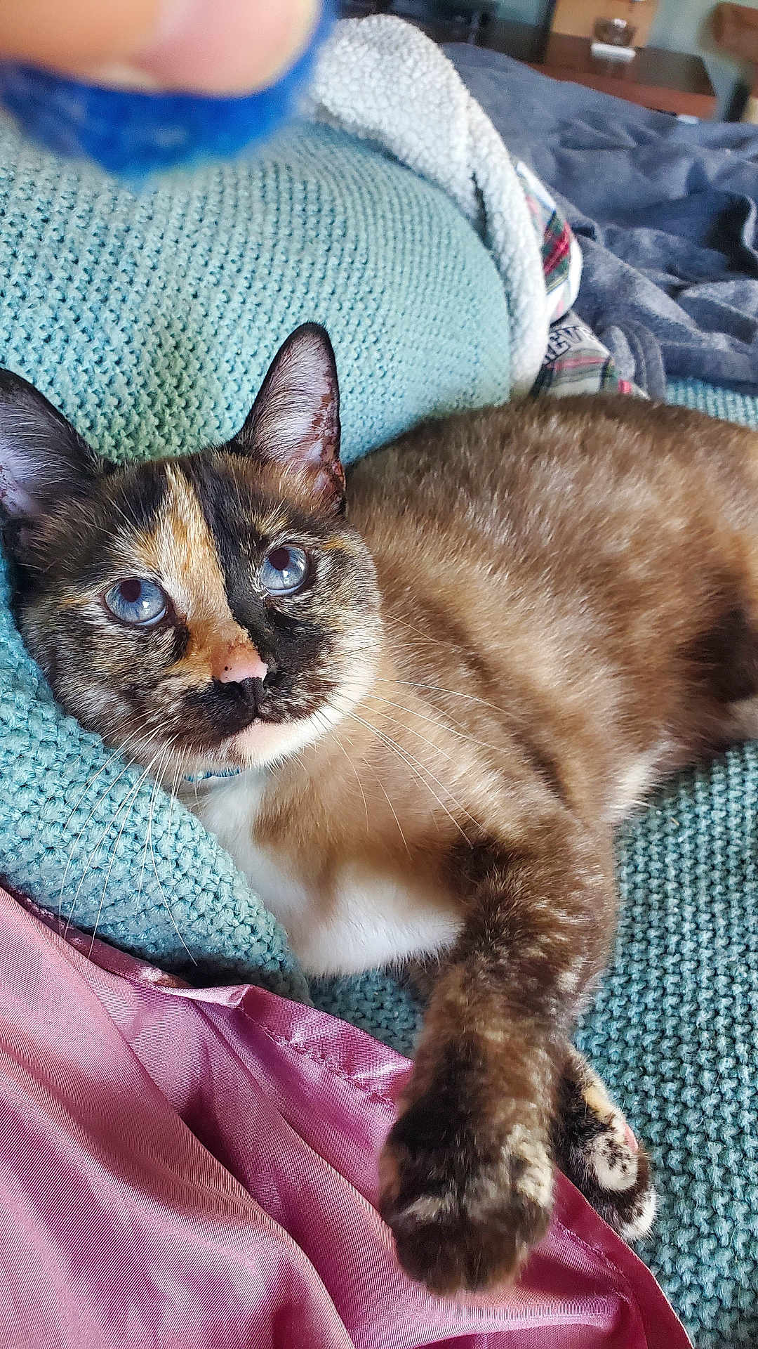 Suki joined the competition — help win amazing prizes! cat, tortoiseshell, blue_eyes, paw, blanket, pink_fabric, relaxed, indoor, feline, whiskers, fur, ear, nose, home, cozy, texture, closeup, sleepy, pet, animal