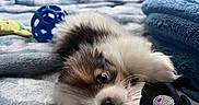 Milo joined the competition — help win amazing prizes! animal, bed, blanket, blue, closeup, cozy, cute, dog, fluffy, furniture, home, indoor, lying_down, pet, playful, puppy, resting, soft, stuffed_toy, toy