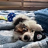 Milo joined the competition — help win amazing prizes! puppy, dog, toy, blanket, bed, blue, cute, fluffy, soft, indoor, cozy, stuffed_toy, animal, pet, resting, lying_down, playful, closeup, furniture, home