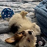 Milo joined the competition — help win amazing prizes! puppy, dog, blanket, toy, blue_ball, fur, cute, pet, lying_down, relaxed, indoor, soft_texture, cozy, small_dog, ears, bedroom, sleepy, fluffy, playing, resting