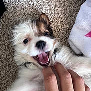 Milo joined the competition — help win amazing prizes! puppy, dog, playful, fluffy, carpet, hand, blanket, pet, cute, mouth_open, tongue, fur, indoor, animal, happy, closeup, small_dog, cheerful, touch, lying_down
