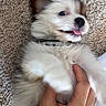 puppy, dog, pet, playful, carpet, fur, tongue_out, hand, white, brown, cute, young, animal, domestic_animal, closeup, indoor, fluffy, collar, lying_down, paw