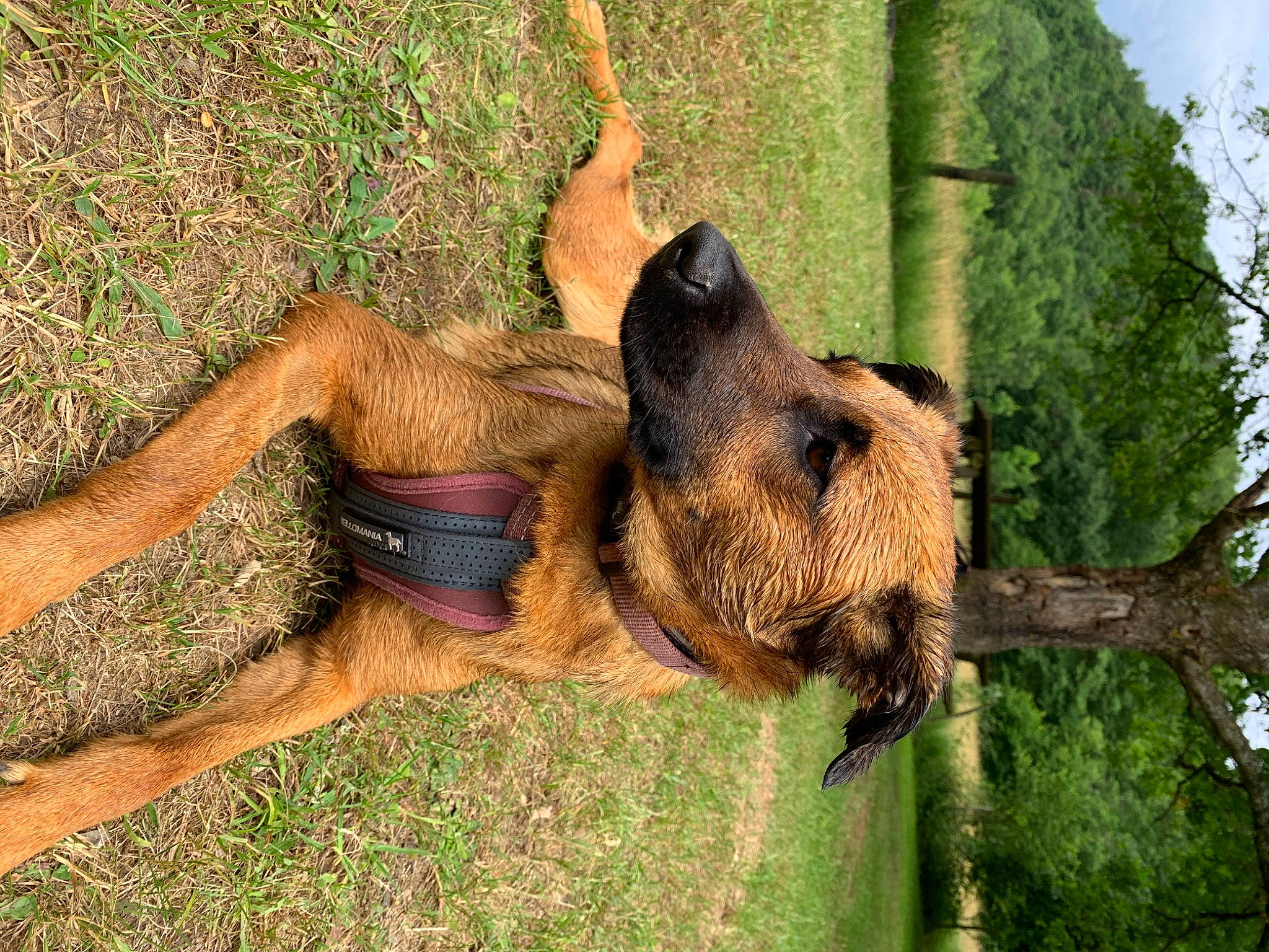Salsa a rejoint le concours — aidez-le/la à gagner de superbes lots ! airedale_terrier, border_terrier, canidae, carnivore, dog, dog_breed, irish_terrier, mammal, snout, terrier, vertebrate