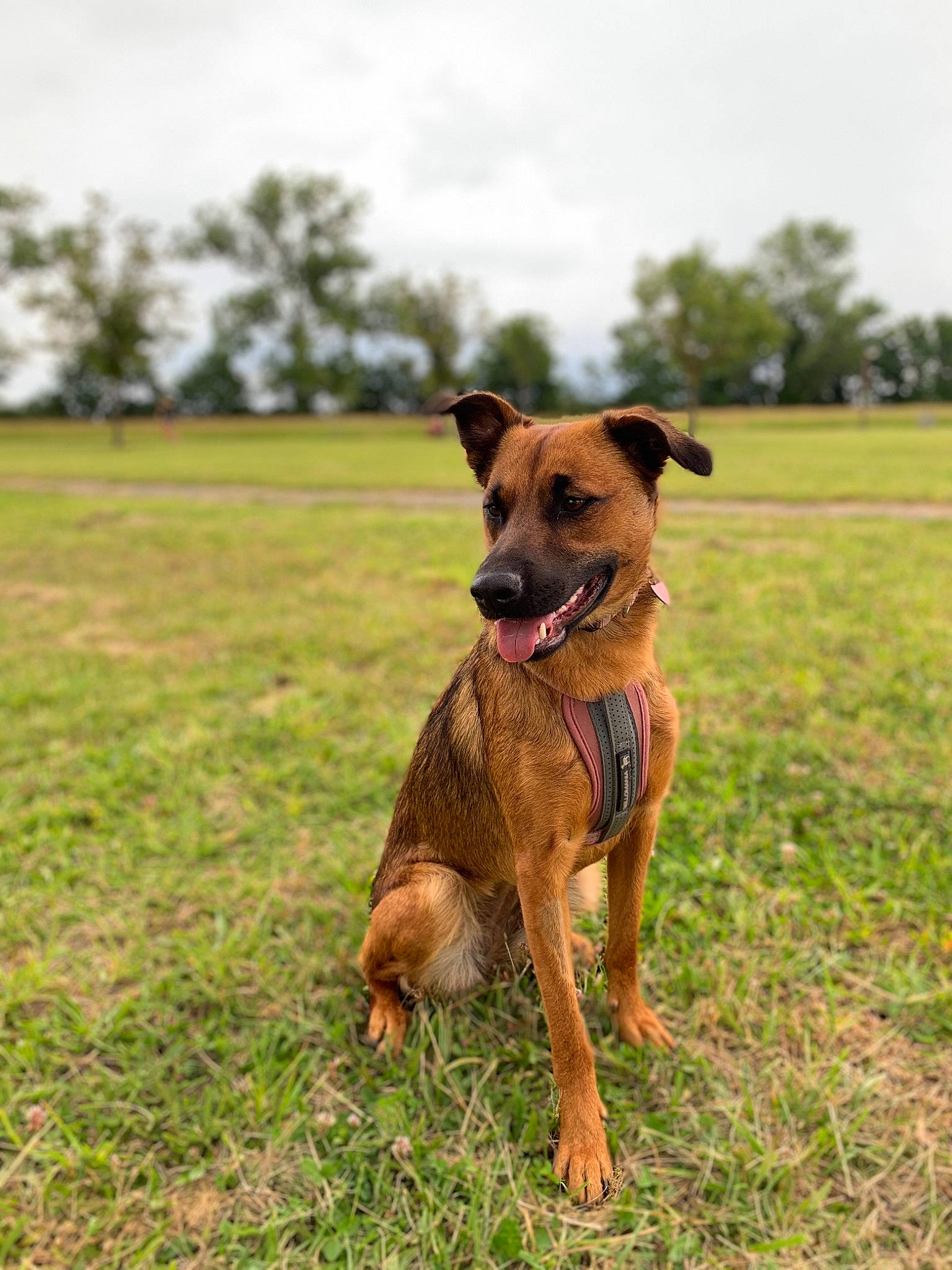 Salsa a rejoint le concours — aidez-le/la à gagner de superbes lots ! canidae, carnivore, companion_dog, dog, dog_breed, grass, mammal, plant, rare_breed_dog, snout, sporting_group, vertebrate, working_dog