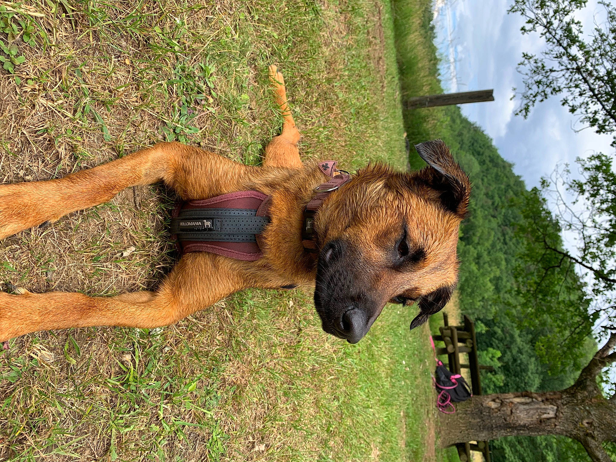 Salsa participe au concours pour gagner de l'argent avec cette photo : airedale_terrier, border_terrier, canidae, carnivore, dog, dog_breed, fawn, grass, plant, snout, terrier