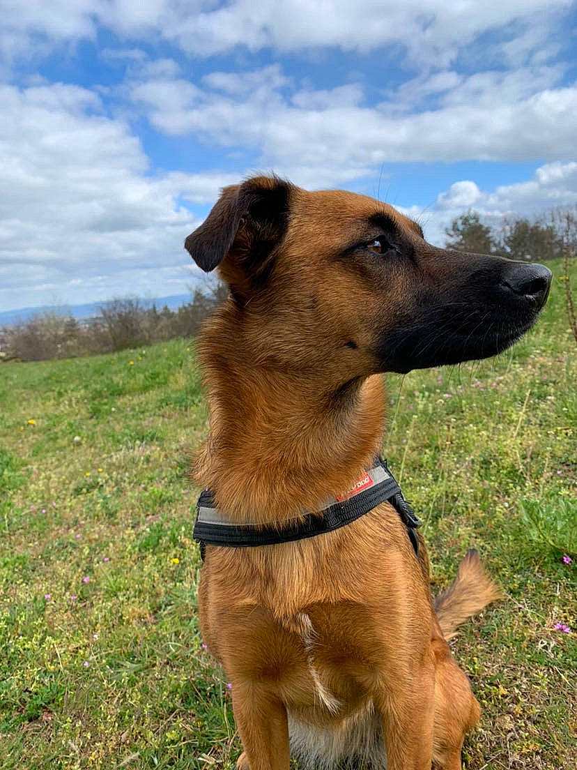Salsa participe au concours pour gagner de l'argent avec cette photo : canidae, carnivore, cloud, collar, companion_dog, dog, dog_breed, dog_collar, fawn, grass, grassland, liver, pet_supply, plant, sky, snout, sporting_group, tree, whiskers, working_animal
