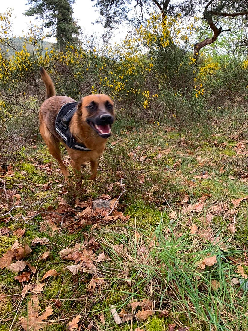 Salsa participe au concours pour gagner de l'argent avec cette photo : adventure, canidae, carnivore, companion_dog, dog, dog_breed, fawn, forest, grass, landscape, plant, shrub, sky, snout, soil, sporting_group, tree, walking, wildlife, woodland