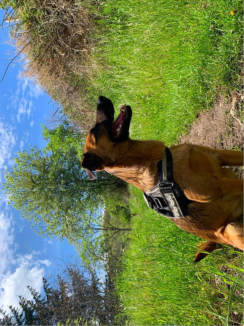 Salsa a rejoint le concours — aidez-le/la à gagner de superbes lots ! adventure, carnivore, cloud, collar, companion_dog, cumulus, dog, dog_breed, dog_collar, fawn, grass, pack_animal, plant, sky, snout, tail, tree, trunk, wood, working_animal