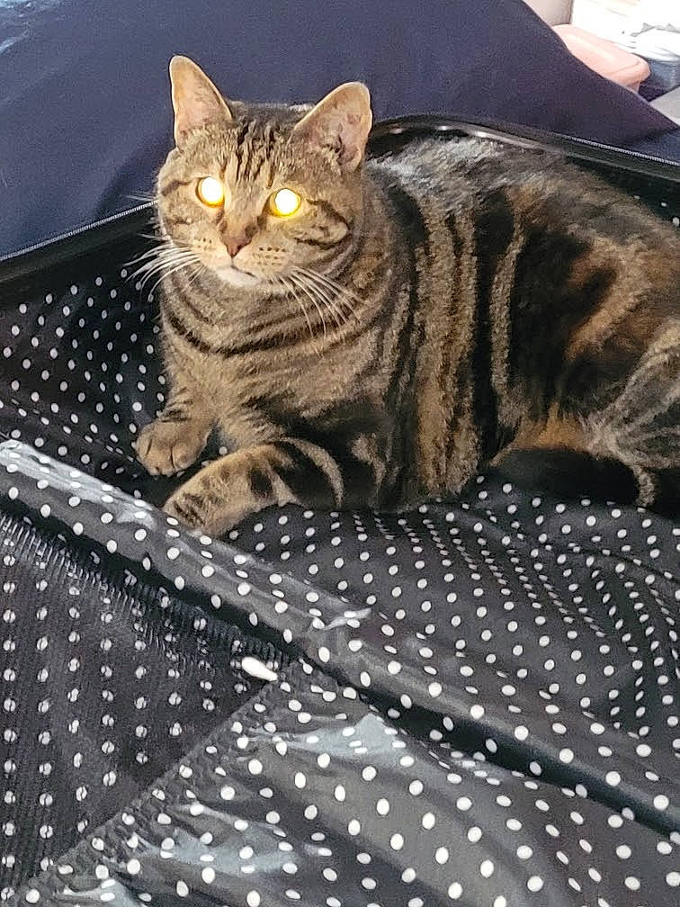 Jane joined the competition — help win amazing prizes! carnivore, cat, cat_supply, claw, comfort, domestic_short_haired_cat, eye, felidae, fur, grey, linens, mesh, pattern, paw, sitting, small_to_medium_sized_cats, snout, tail, terrestrial_animal, whiskers