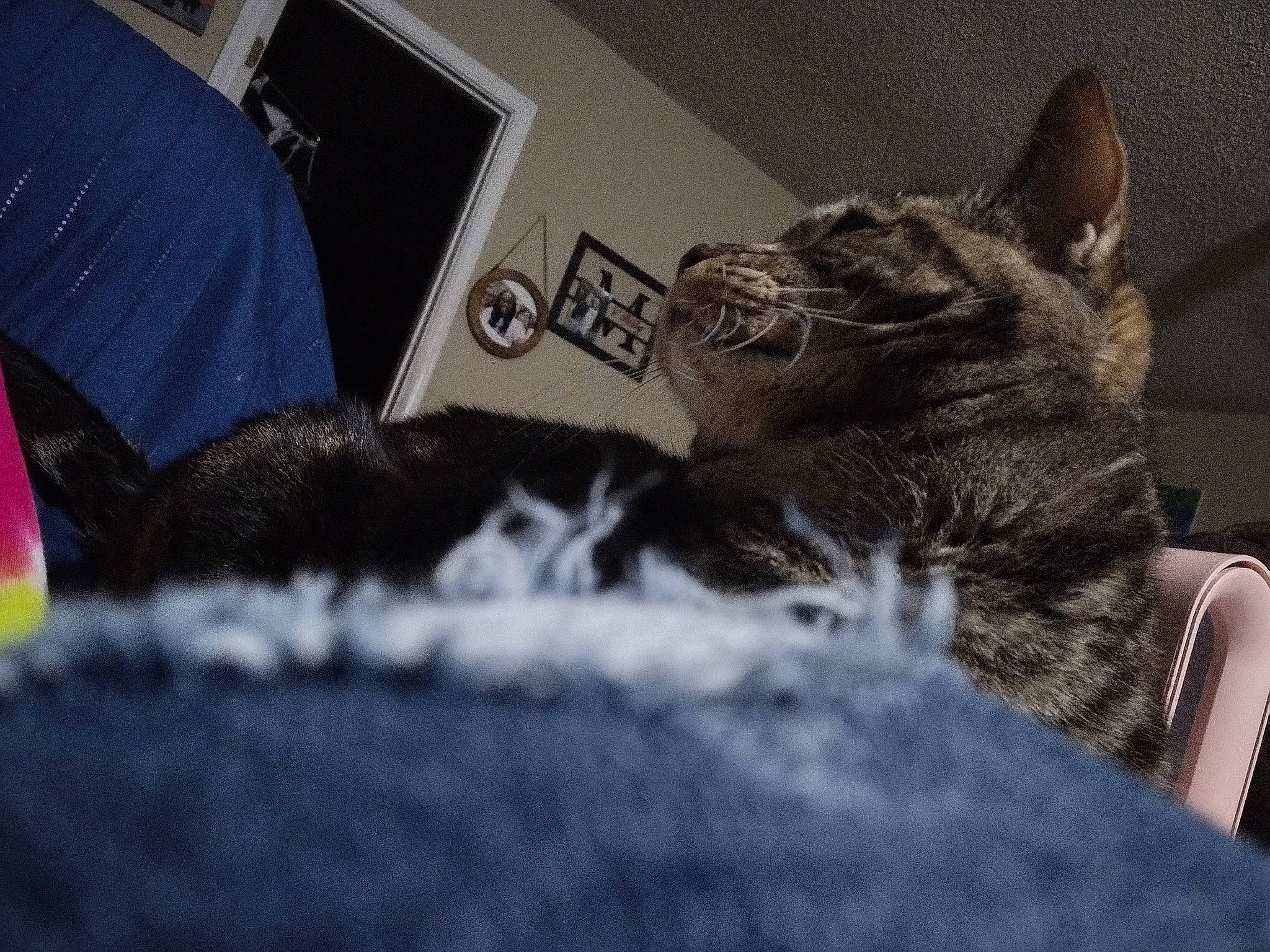 Jane is registered to the contest to win money with this photo: bed, blue, carnivore, cat, comfort, couch, domestic_short_haired_cat, felidae, flag, fur, grey, nap, paw, picture_frame, room, sitting, small_to_medium_sized_cats, snout, terrestrial_animal, whiskers