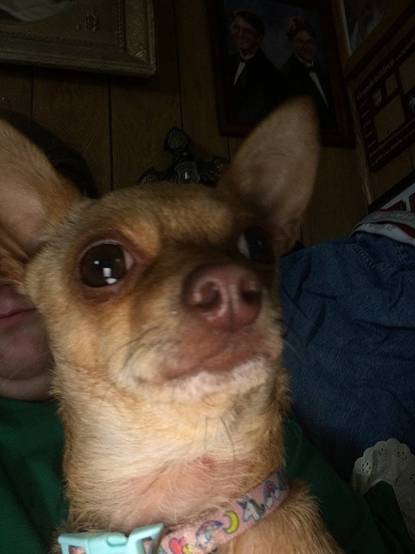 Rosie is registered to the contest to win money with this photo: canidae, carnivore, chihuahua, companion_dog, corgi_chihuahua, dog, dog_breed, ear, fawn, fur, holiday, jaw, liver, nose, picture_frame, snout, sporting_group, toy_dog, whiskers, working_animal