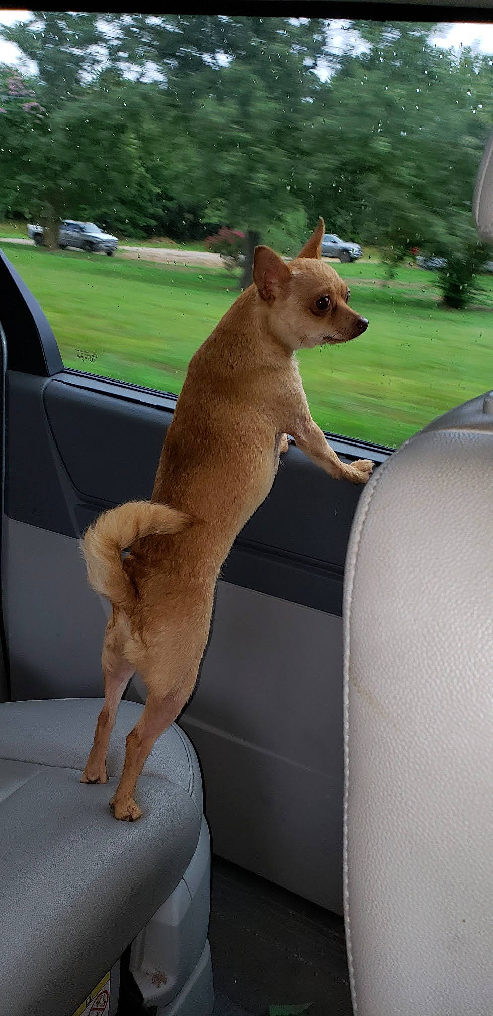 Rosie joined the competition — help win amazing prizes! automotive_exterior, car, carnivore, collar, companion_dog, dog, dog_breed, fawn, human_leg, plant, shade, snout, tail, thigh, tree, vehicle, vehicle_door, vertebrate, windshield, working_animal