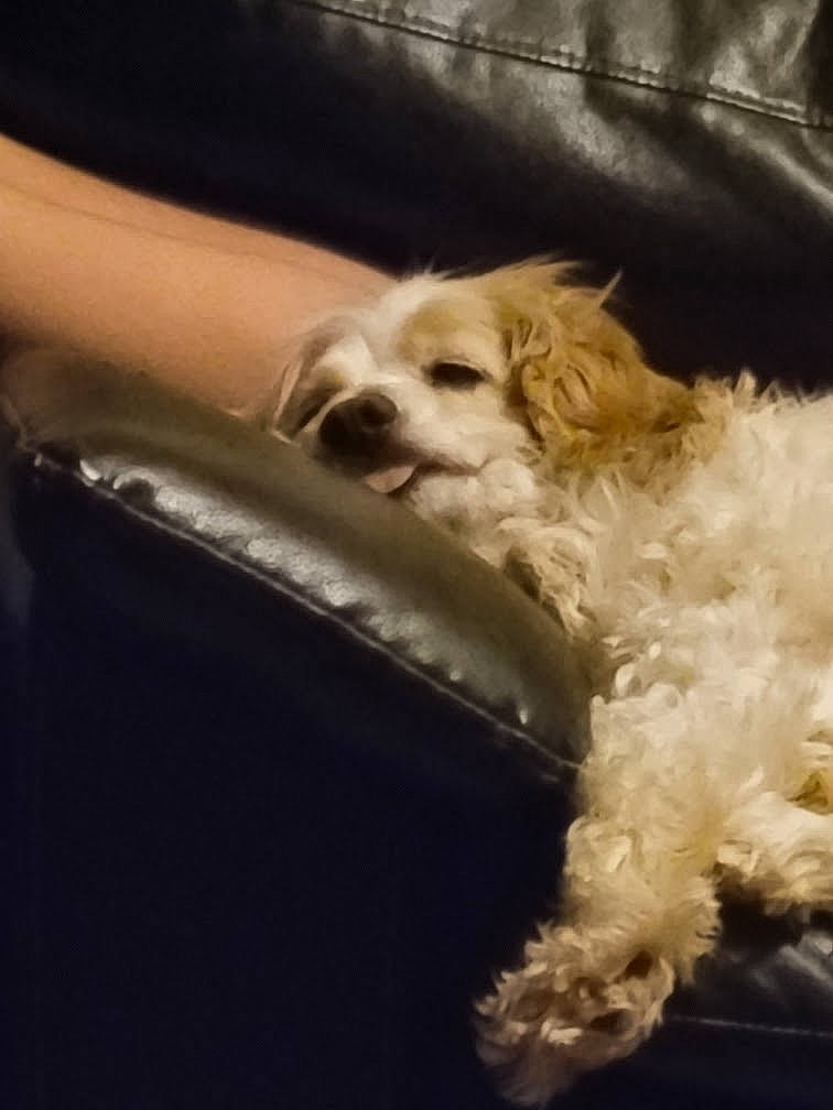 Bell Bell joined the competition — help win amazing prizes! bichon, canidae, carnivore, chair, companion_dog, dog, dog_breed, dog_collar, eyewear, fawn, fur, glasses, labradoodle, maltepoo, puppy_love, small_terrier, sporting_group, terrier, toy_dog, whiskers