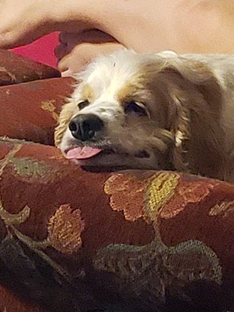 Bell Bell joined the competition — help win amazing prizes! bedding, canidae, carnivore, comfort, companion_dog, couch, dog, dog_breed, dog_supply, fawn, flooring, fur, linens, pillow, plant, smile, snout, sporting_group, wood, working_animal